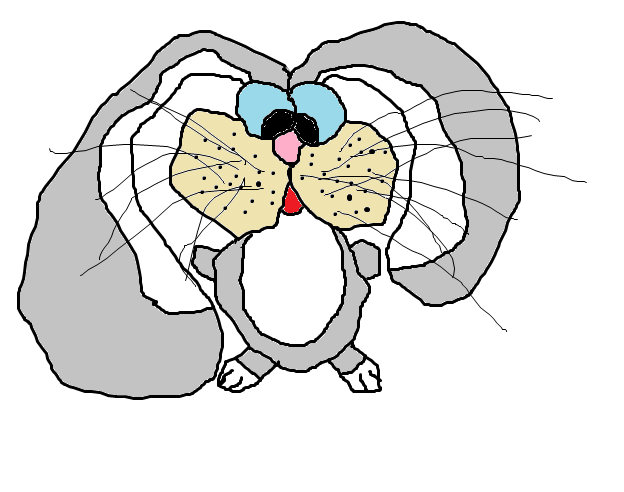 srfbunny.png
