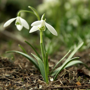 snowdrops.jpg